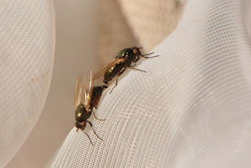 Réf. 334 281 : Calliopum sp.